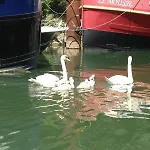 Boat For Guest 船上ホテル *